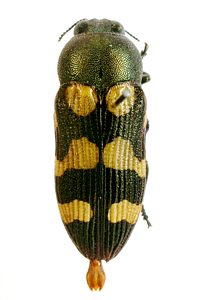 Castiarina chinnocki, PL0353C, male, from Eremophila scoparia, MU, 10.1 × 3.8 mm